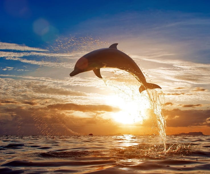 Dolphins Interesting Facts | Incredible Feats Of Dolphin Acrobatics