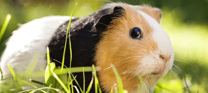 Fun Facts About Guinea Pigs