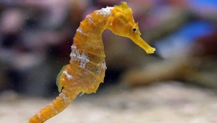 Fun-Facts-of-Seahorses