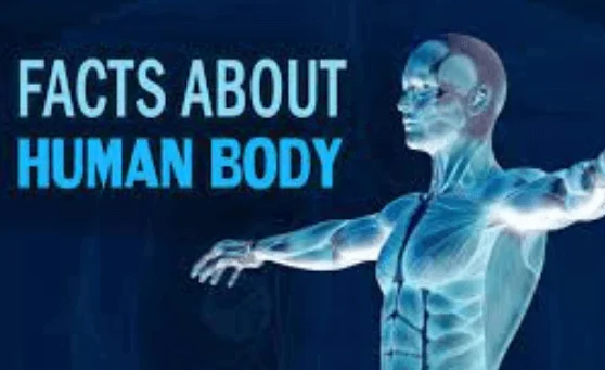 Human Body Fun Facts