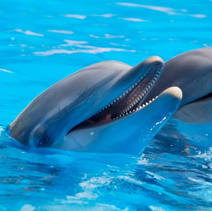 Amazing Facts About Dolphins