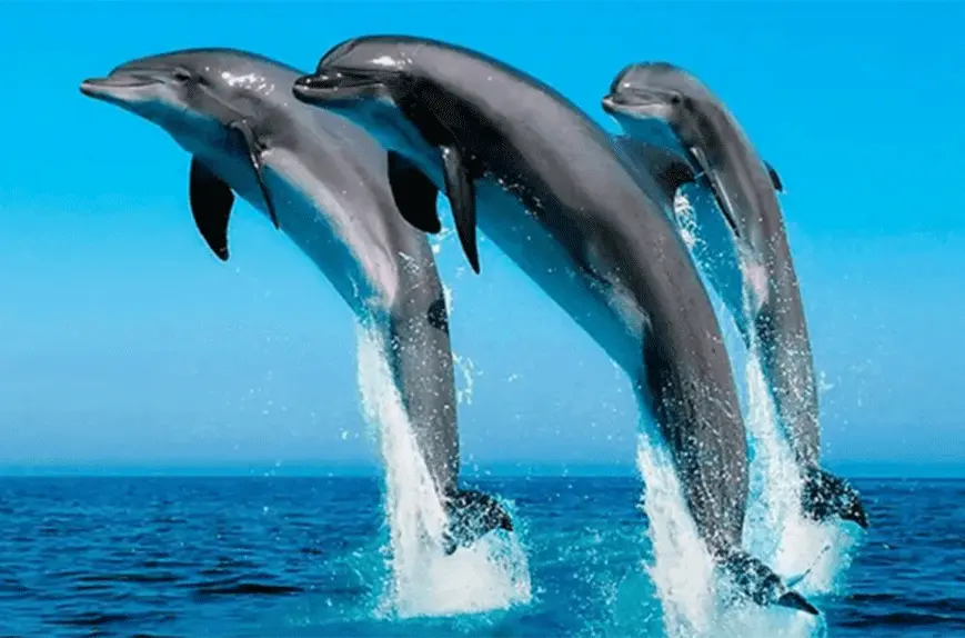 Dolphins Interesting Facts