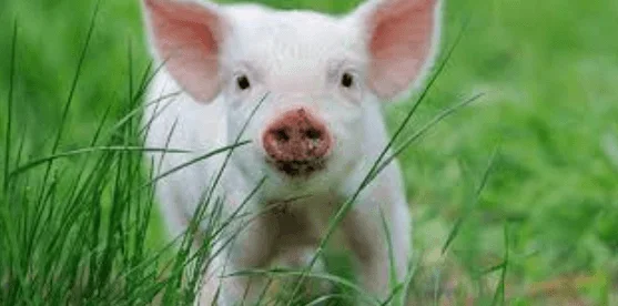 Fun Facts About Pigs