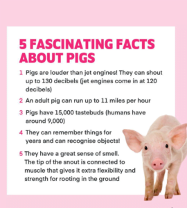 Fun Facts About Pigs: From Snouts To Tails