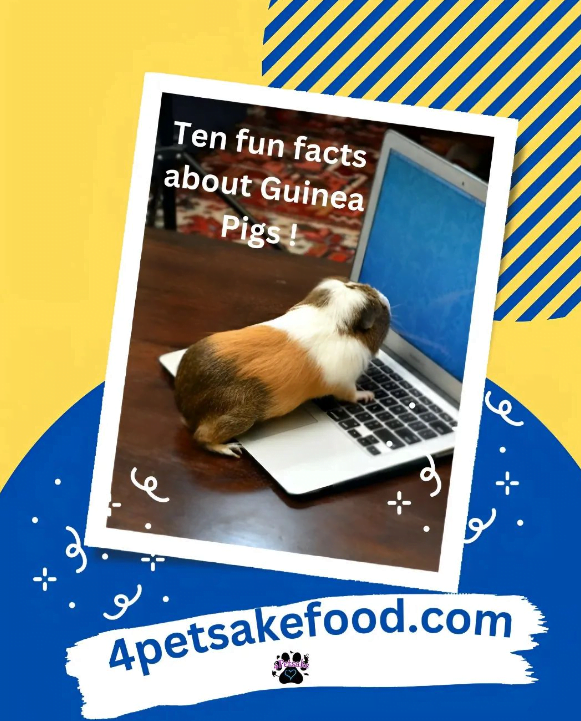 Facts of Guinea Pigs