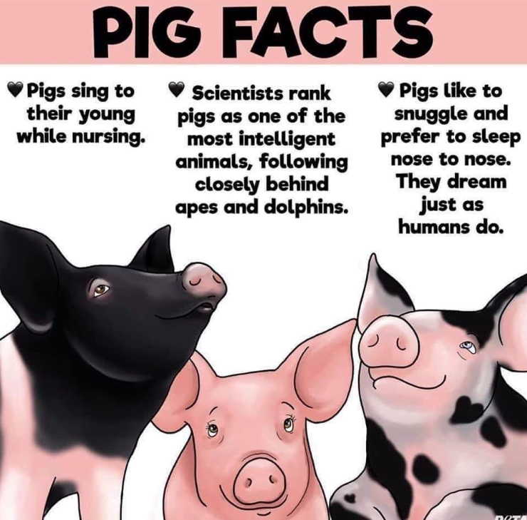 pig-facts