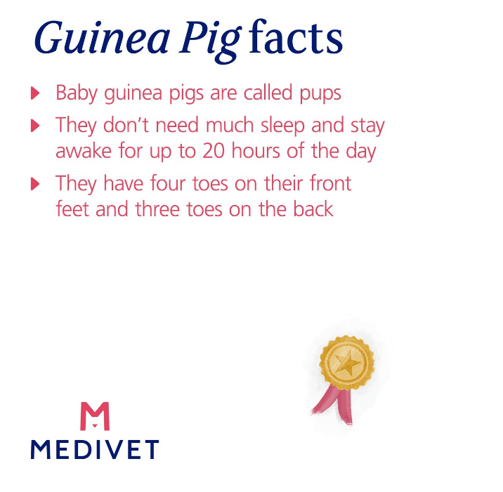 Facts About Guinea Pigs