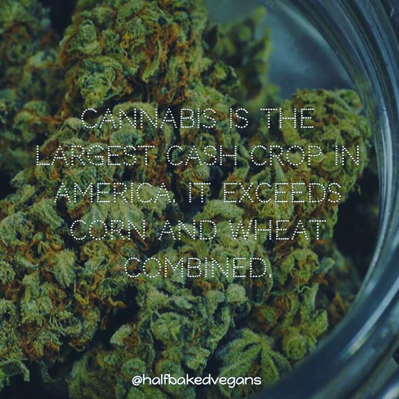 weed-fact