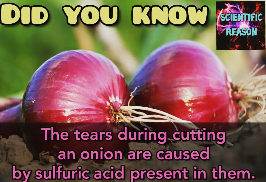 Facts About Onions