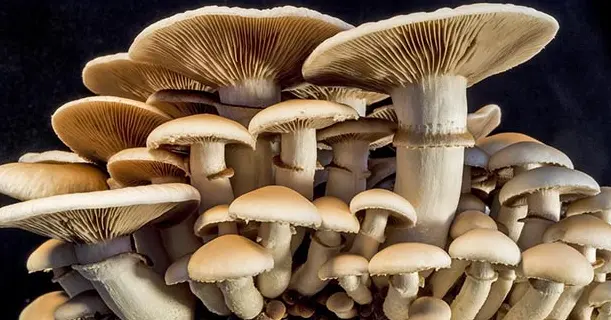 Cool Mushroom Facts