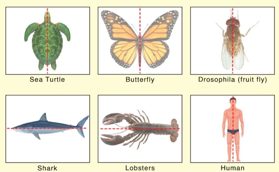 Animals with Radial And Bilateral Symmetry:Introduction And Facts