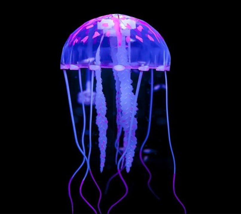 Jellyfish