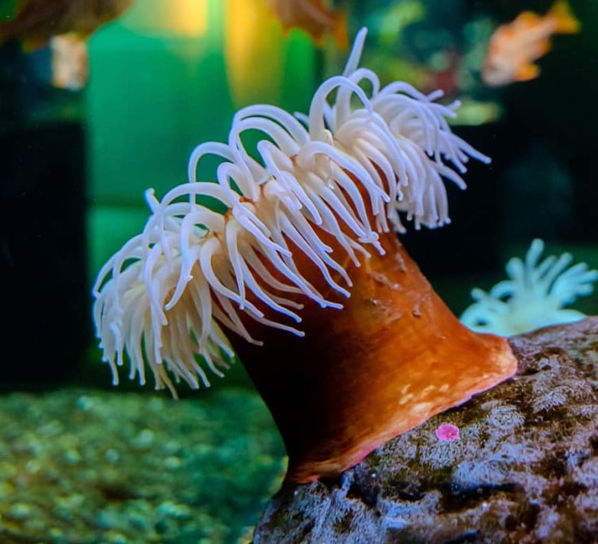 Sea anemones