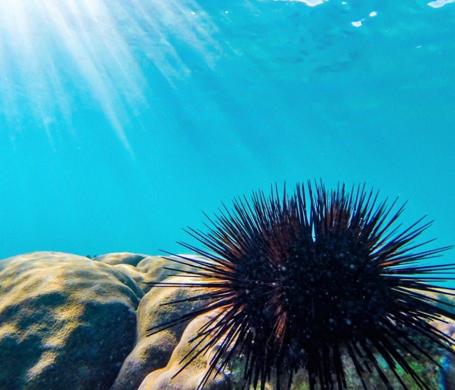 Sea urchins