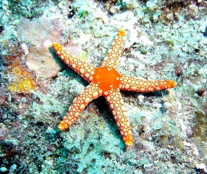 Sea stars (starfish)