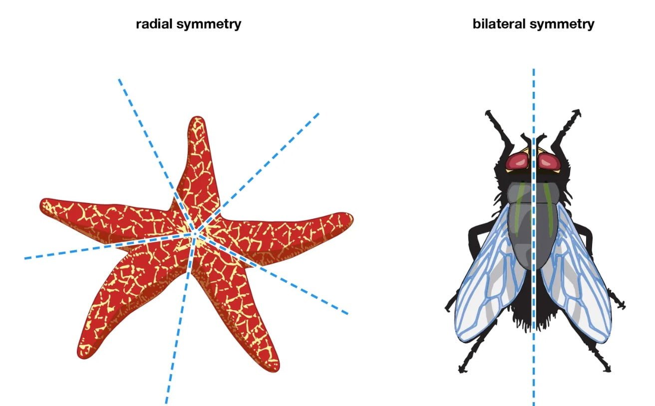 Animals with Radial And Bilateral Symmetry:Introduction And Facts