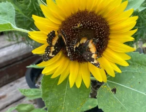 sunflower is bee friendly