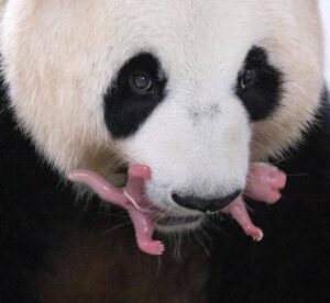 born pink baby panda