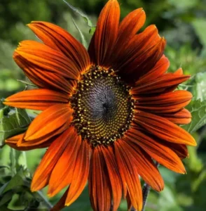 varieties of sunflower