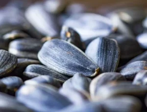 Edible seeds of sunflower