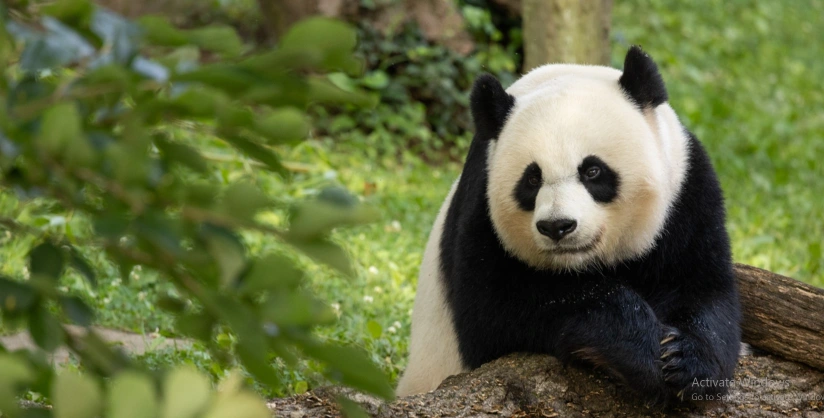 panda sitting on a tree