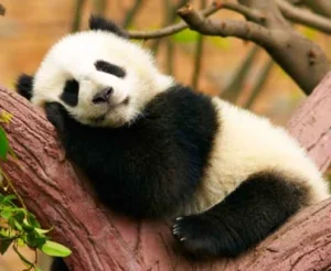 panda taking nap