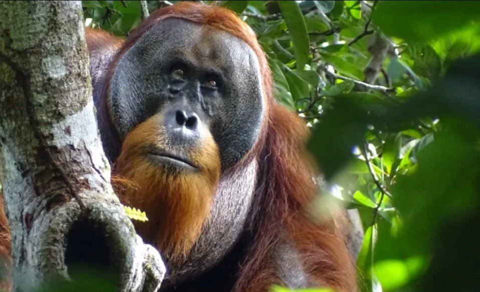 Meet Rakus, Orangutans