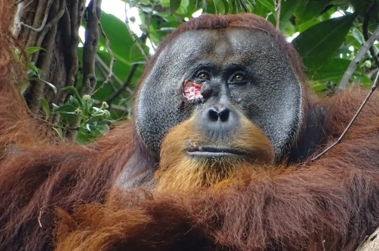 Orangutans with wound