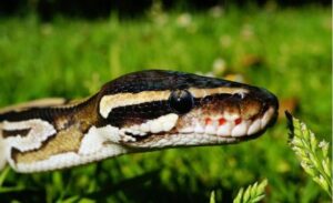 snake in fields 