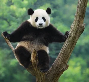 panda on tree